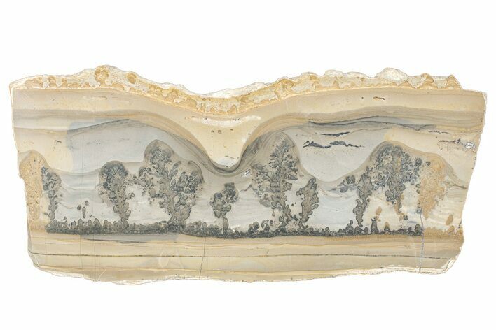 Triassic Aged Stromatolite Fossil - England #279492